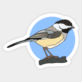 Black Capped Chickadee on Blue Sticker